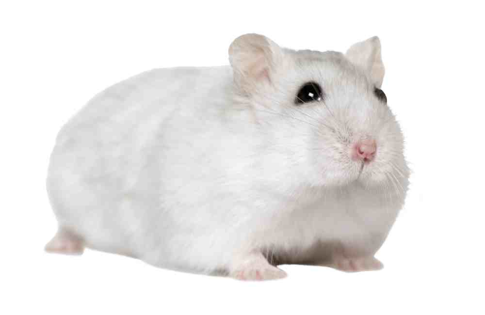 are ants harmful to hamsters