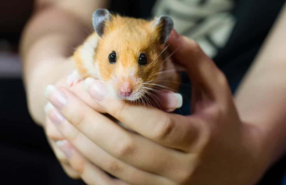 how to care for a dying hamster