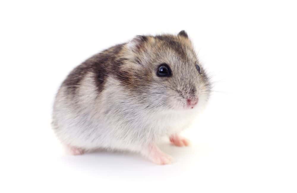 why do hamsters die so easily