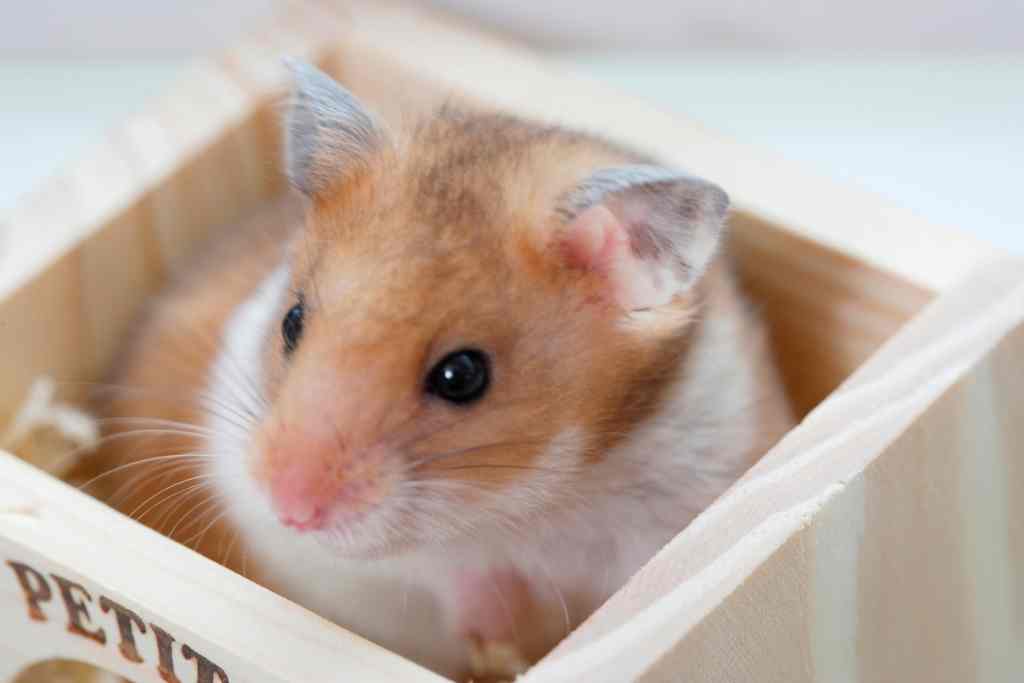 can hamsters have down syndrome