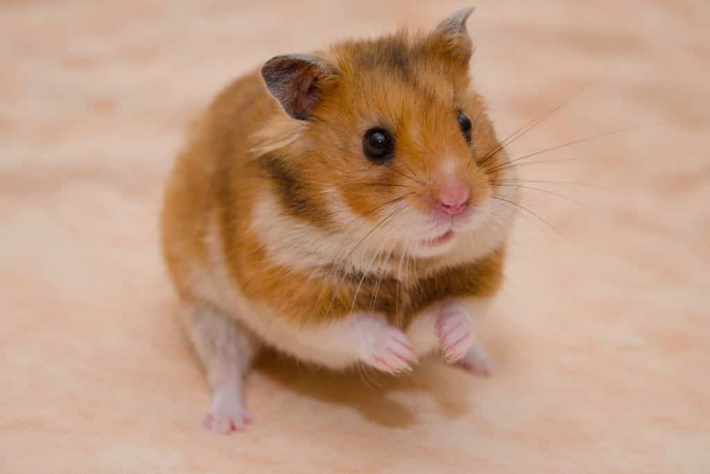 is wood glue safe for hamsters