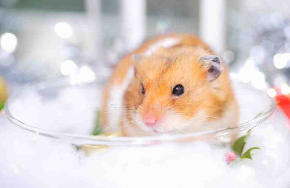 can you get а hamster high