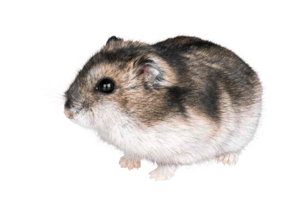 what causes sticky eyes in hamsters