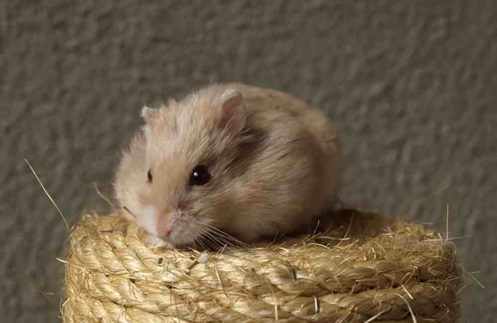what causes sticky eyes in hamsters