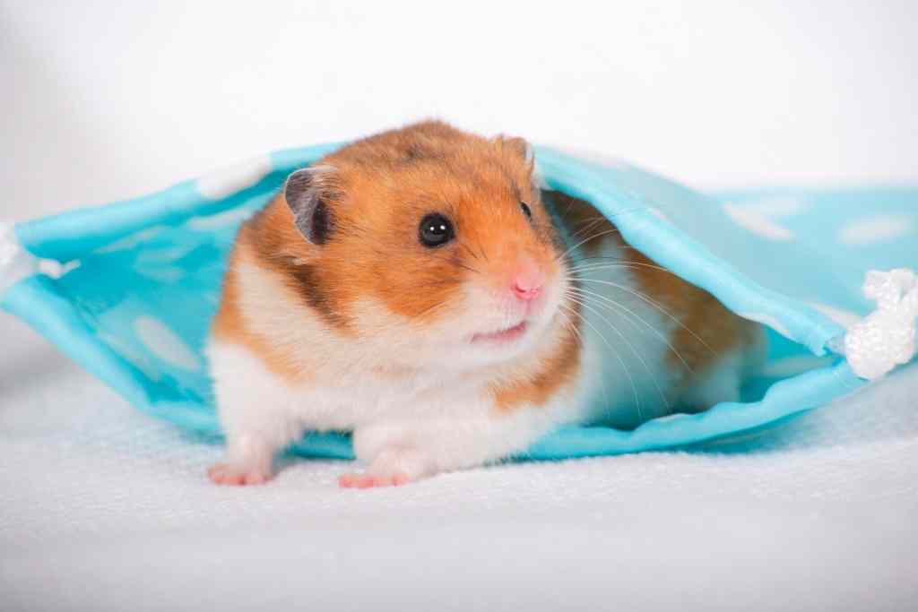 care for an old hamster