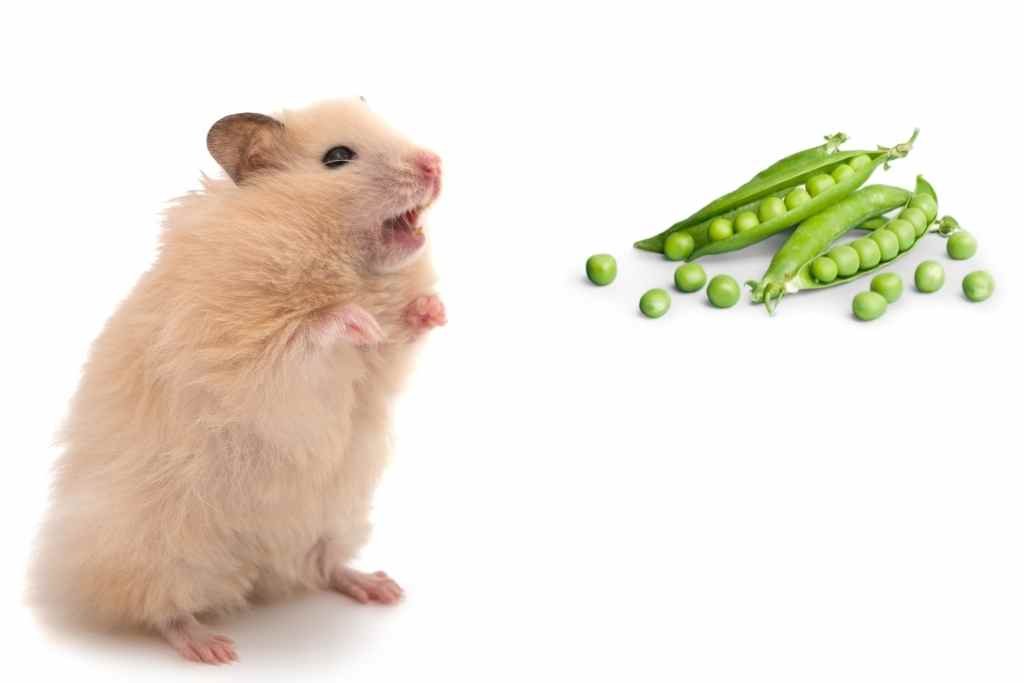 can hamsters eat peas