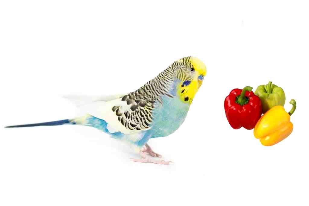 can budgies eat bell peppers