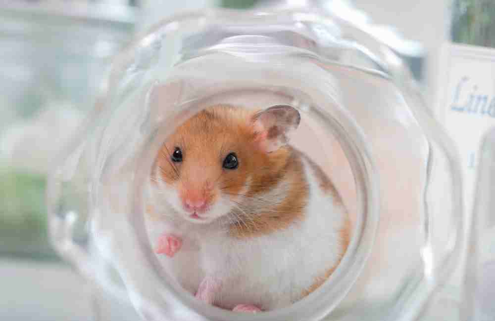 can you wash hamsters with soap