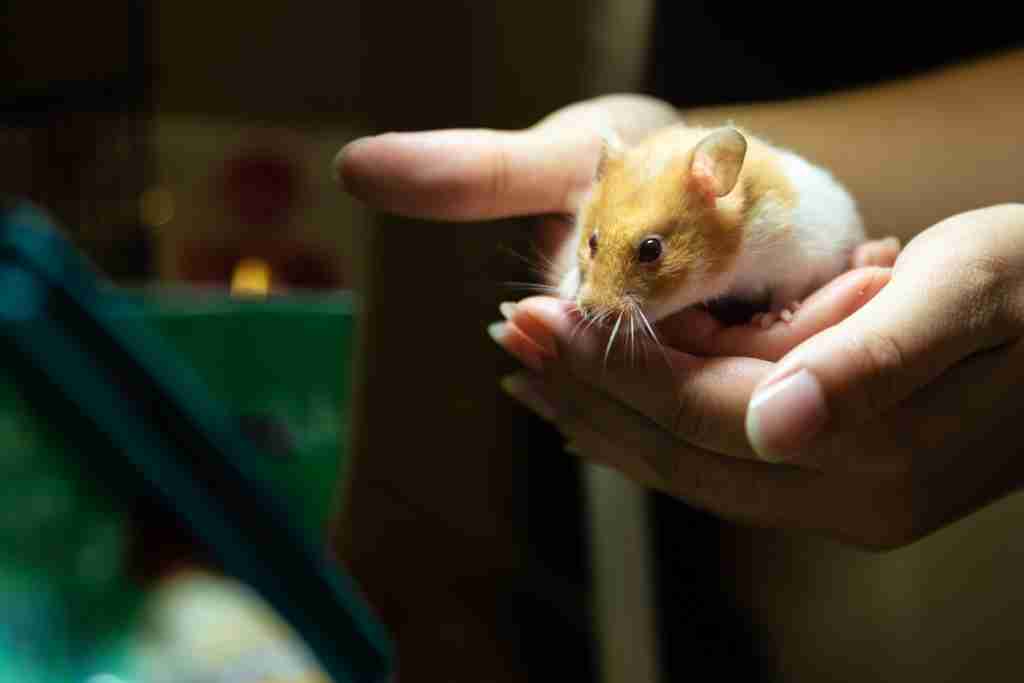 are mites dangerous for your hamster