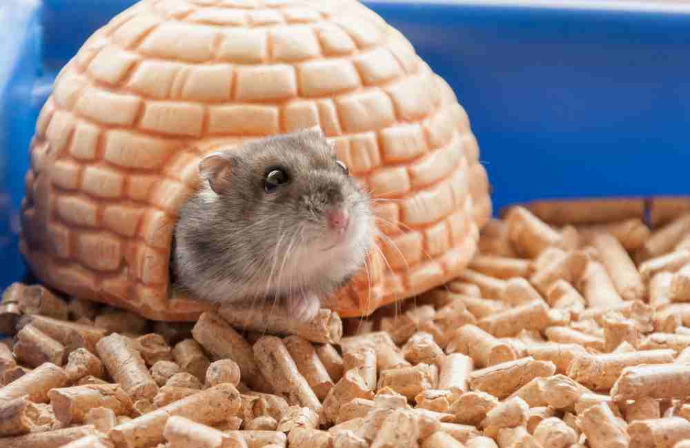 do hamsters need vet