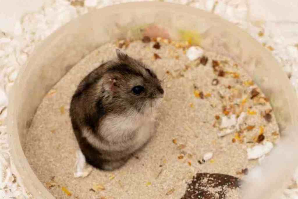 do hamsters need sand baths