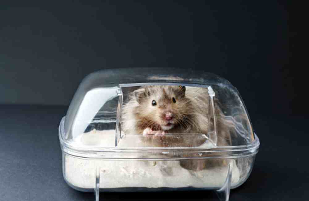 do hamsters need sand baths