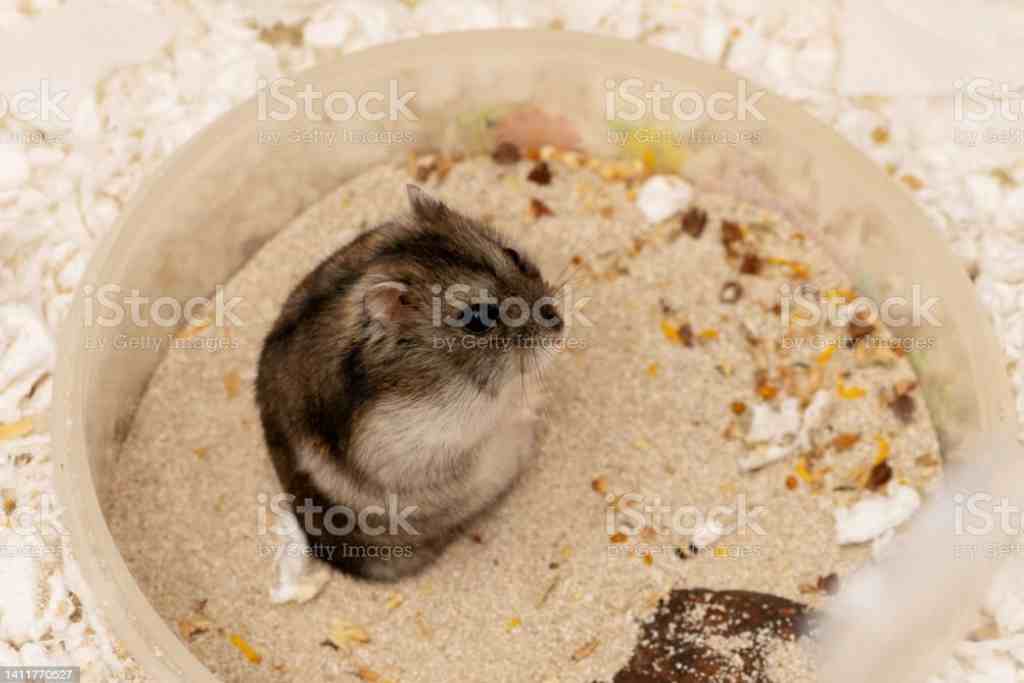 can you use beach sand for hamsters