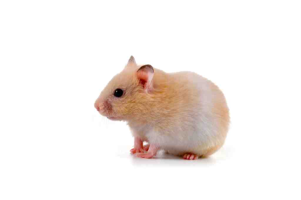 what to do when your hamster has diarrhea