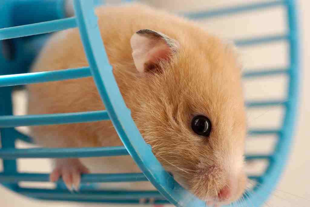 how to clean hamster wheels