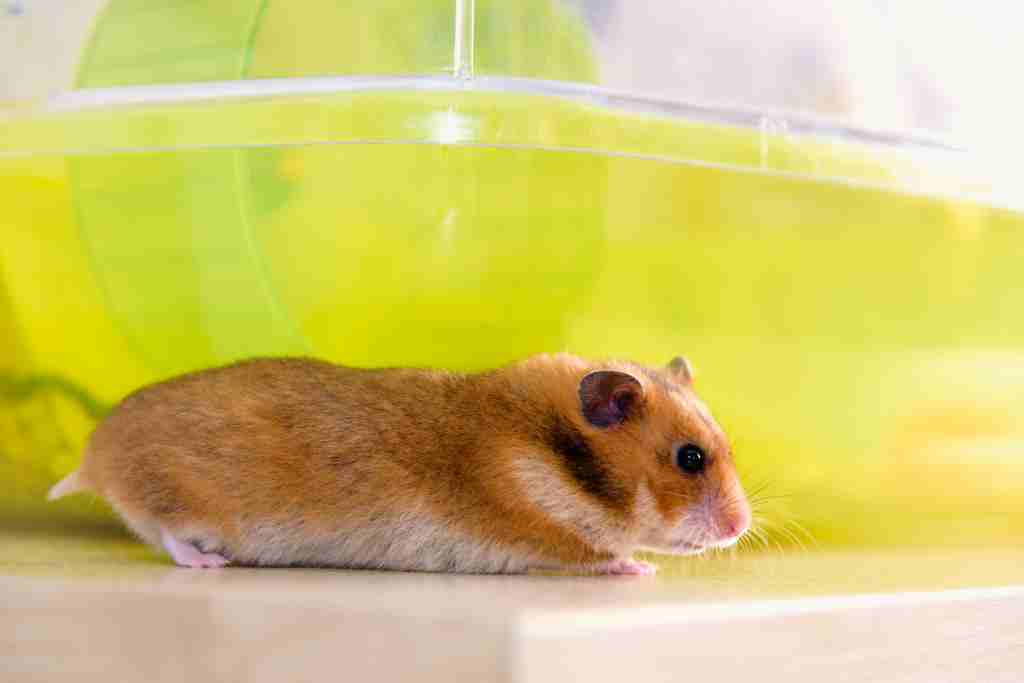 can hamsters climb glass