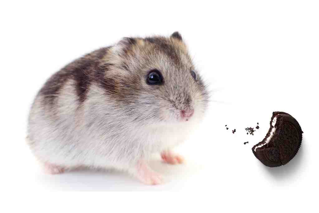 can hamsters eat oreos
