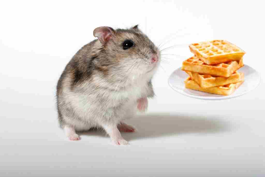 can hamsters eat waffles
