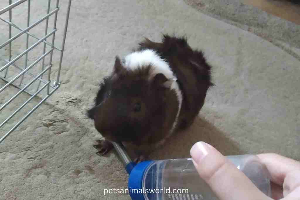 why guinea pig drinking lot water