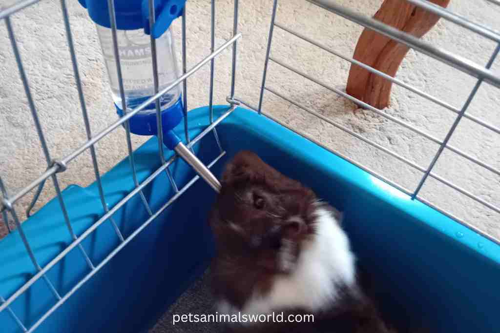 why guinea pig drinking lot water
