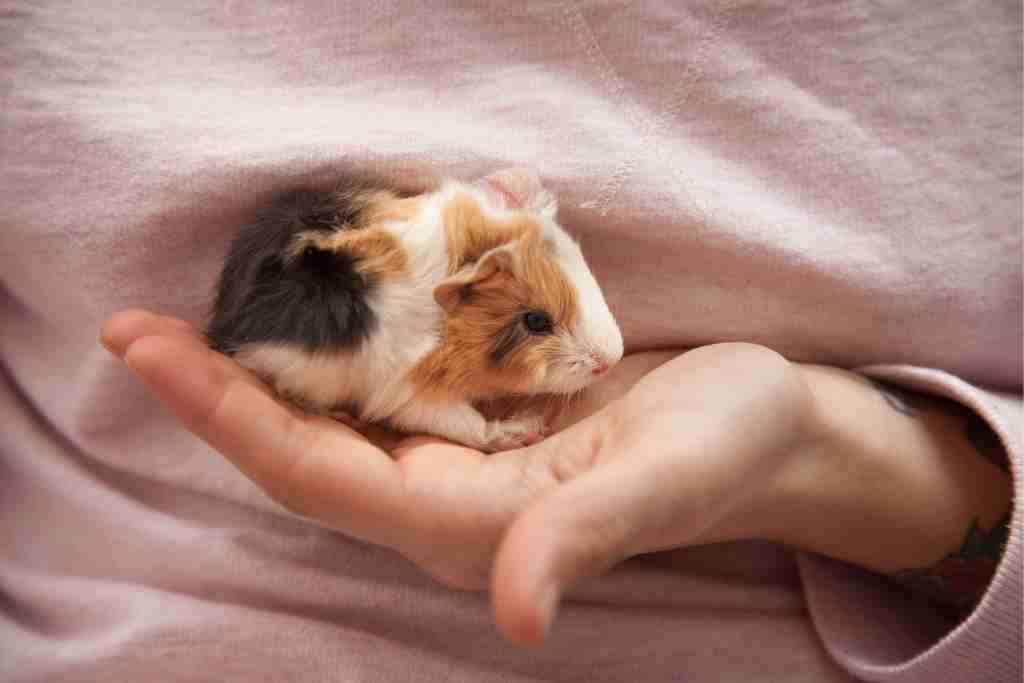 newborn baby guinea pigs