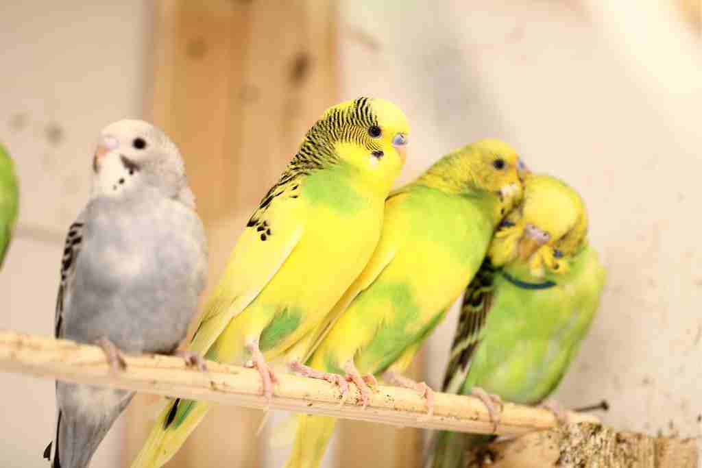 can budgies eat bok choy