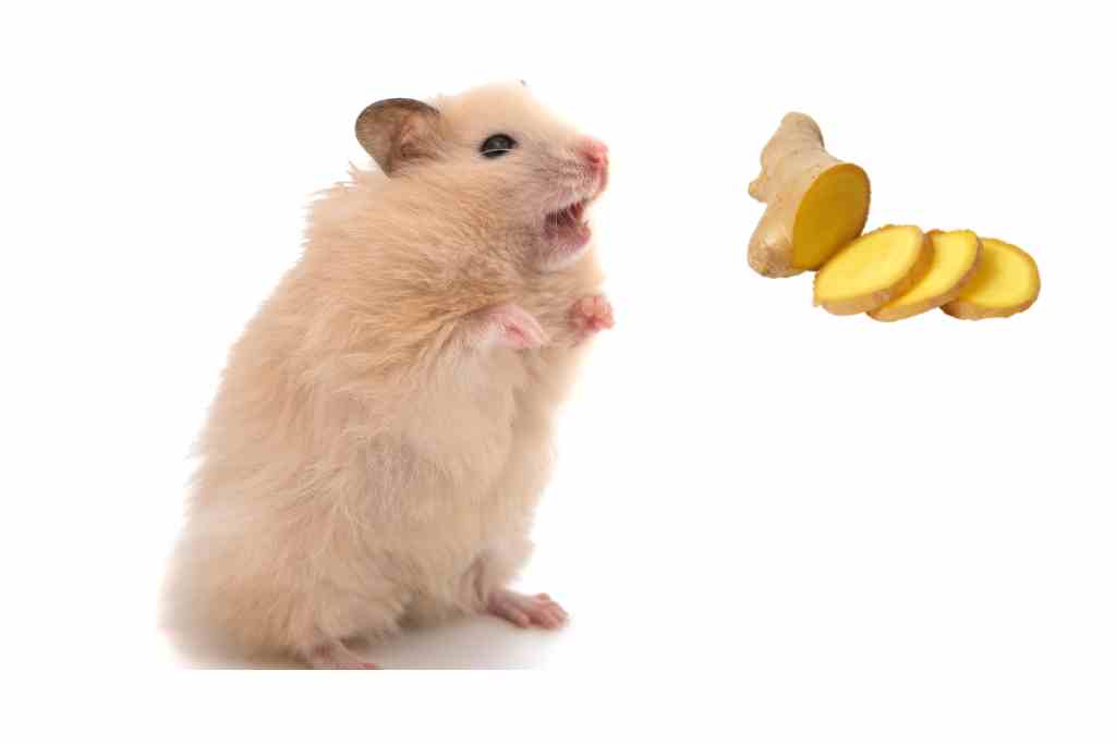 can hamsters eat ginger