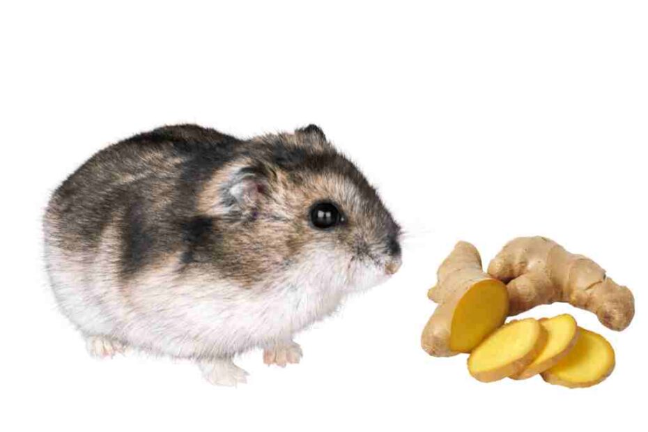 can hamsters eat ginger