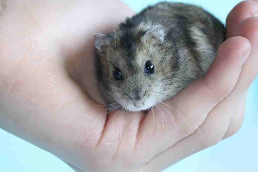 can hamsters recover from a stroke