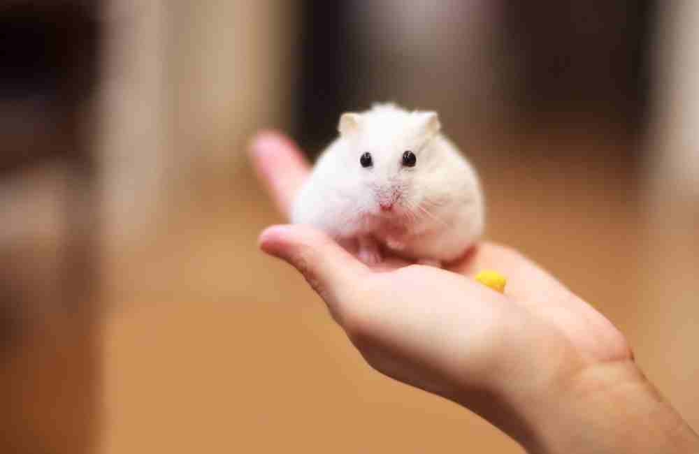  can hamsters recover from a stroke