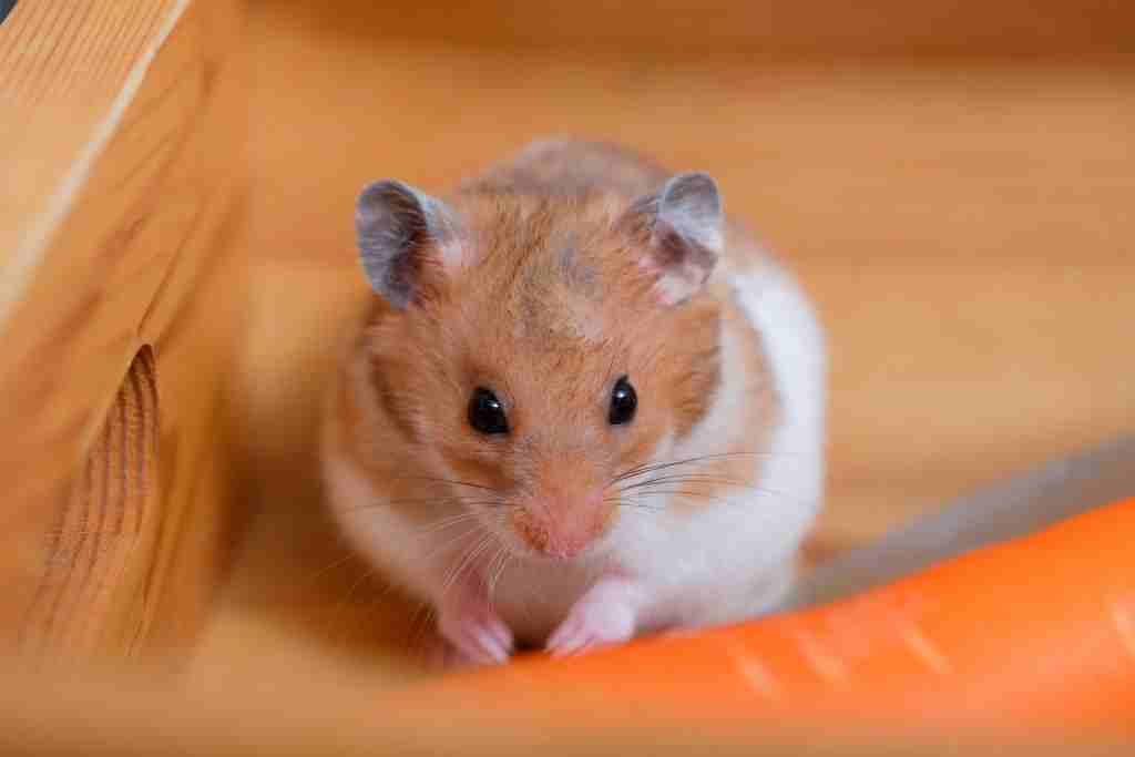 why your hamster moving slowly