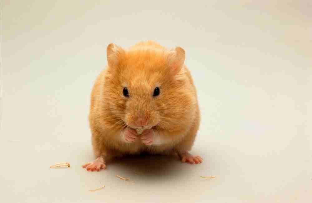 why your hamster moving slowly