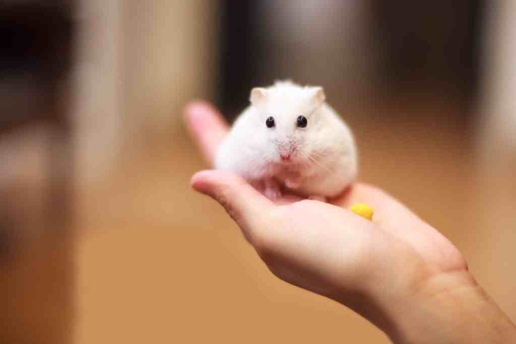 what are the signs of a happy hamster