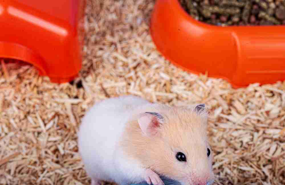 safe hamster bedding