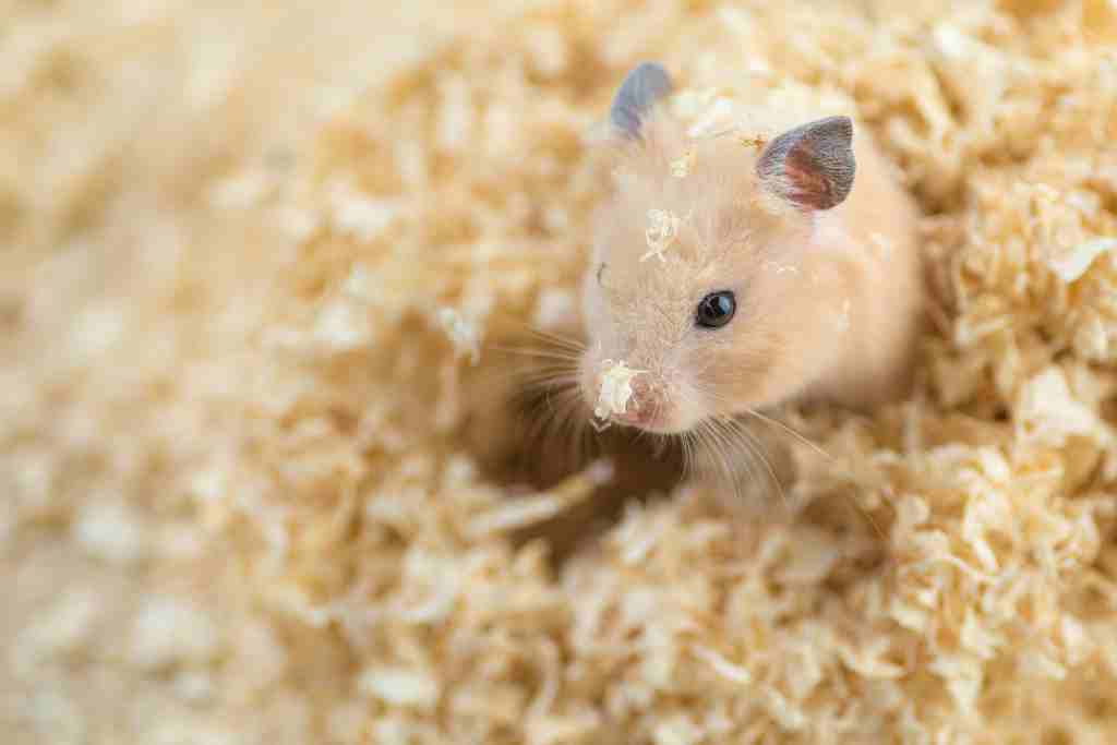 what do hamsters use their tails for
