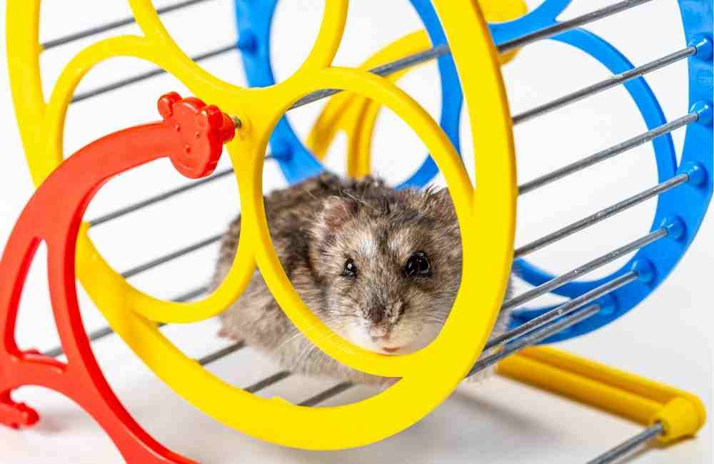 why is your hamster sleeping on their wheel