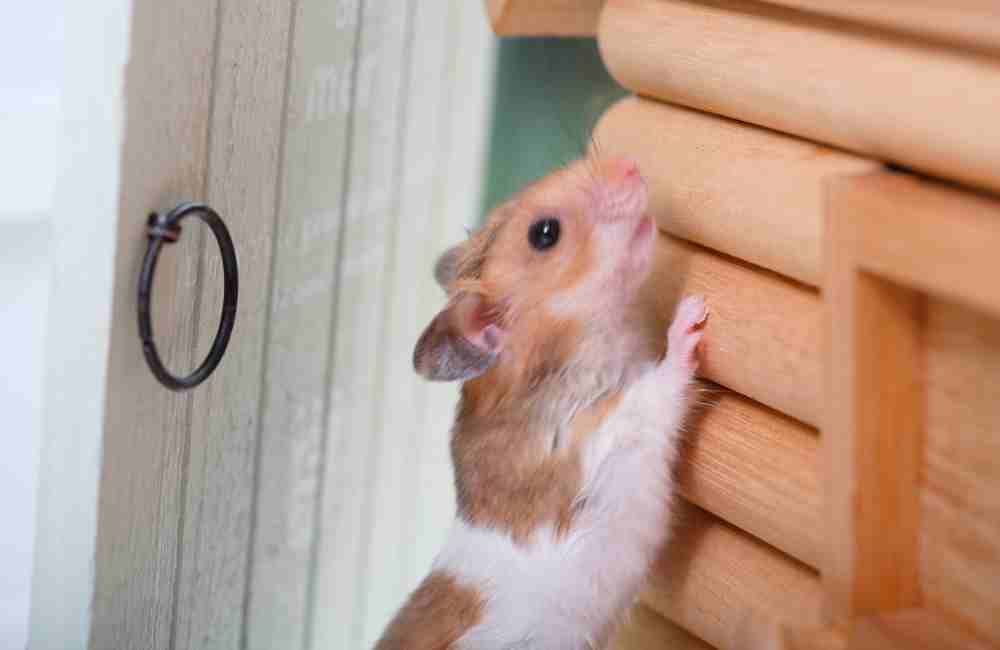 Hamsters Always Try To Escape