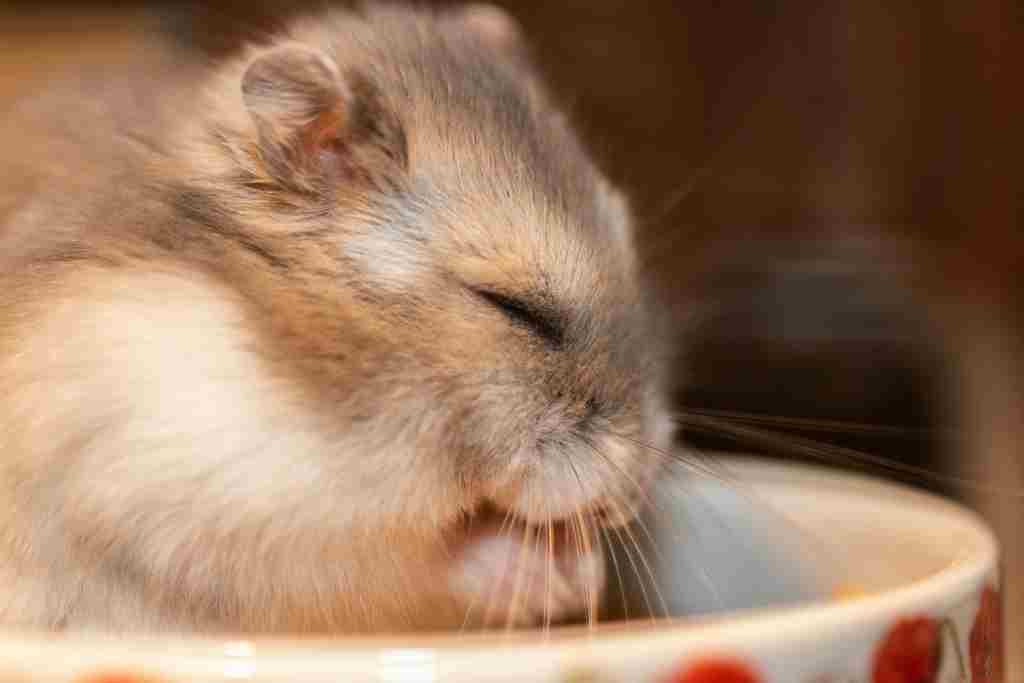 hamsters sleeping position
