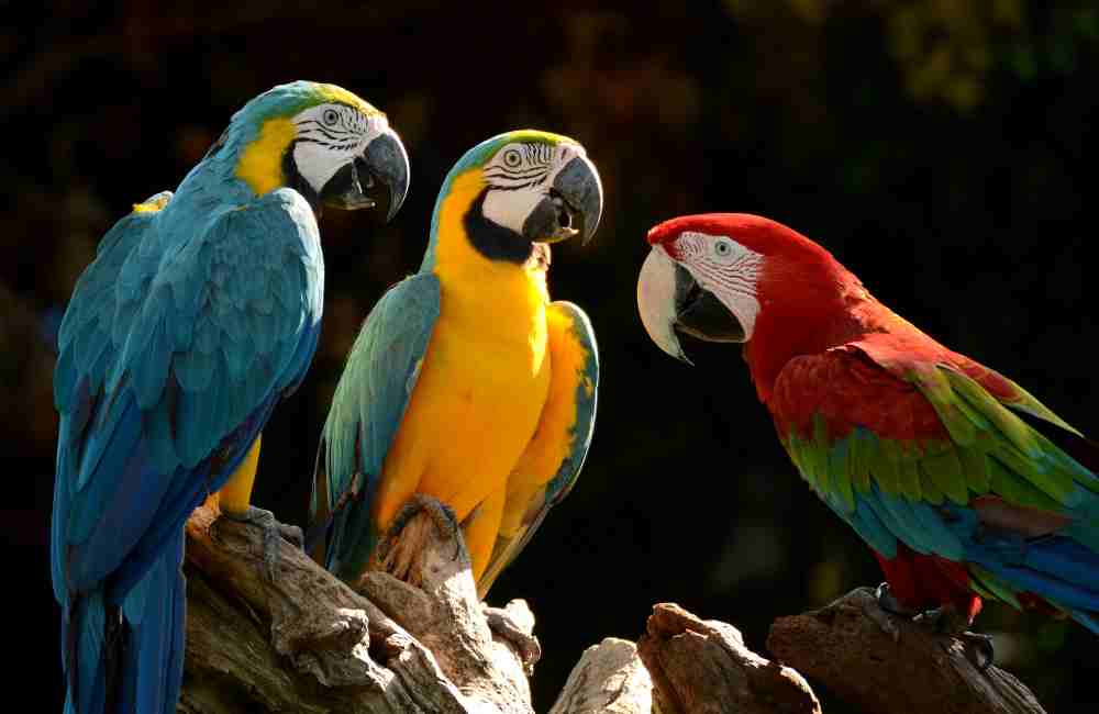 can parrots eat kale