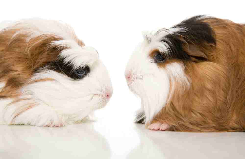 why do guinea pigs fight