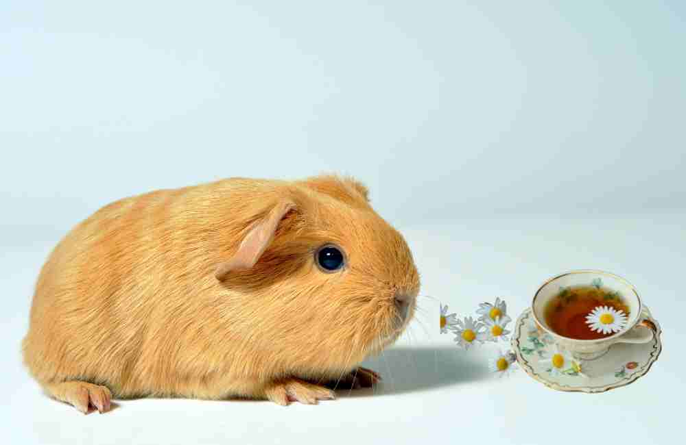 can guinea pigs drink tea