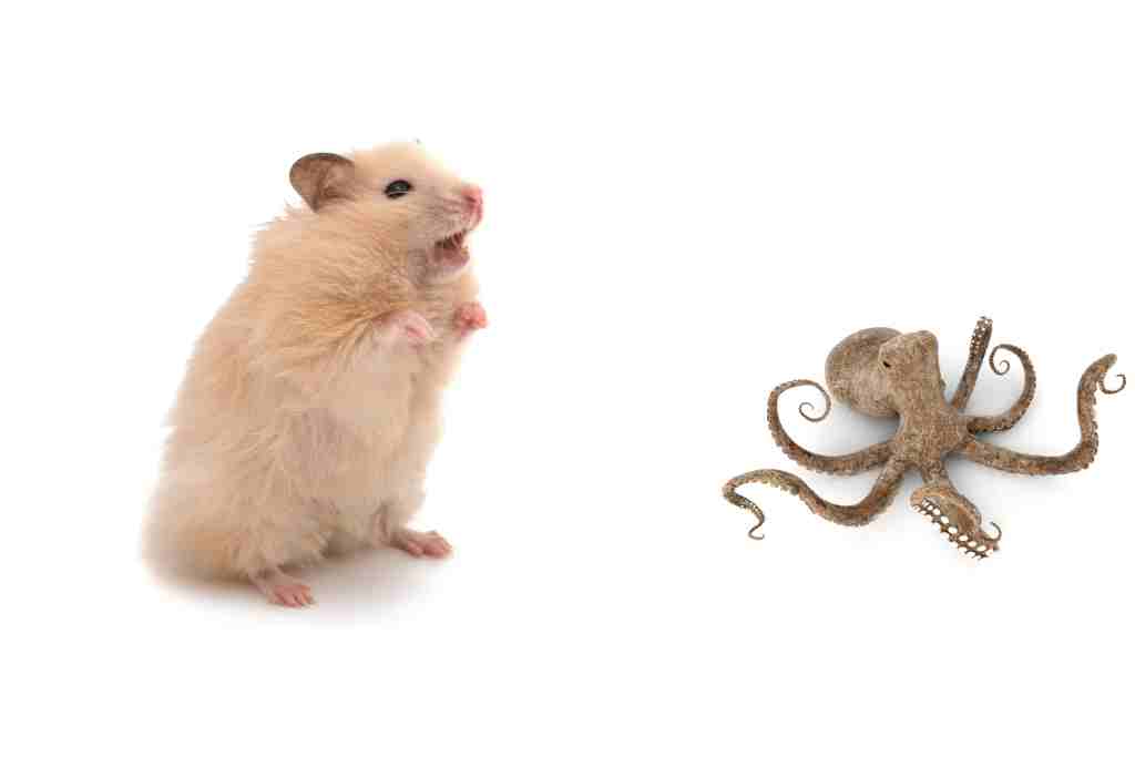 can hamsters eat octopus
