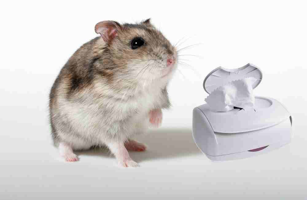 can you clean your hamster with baby wipes