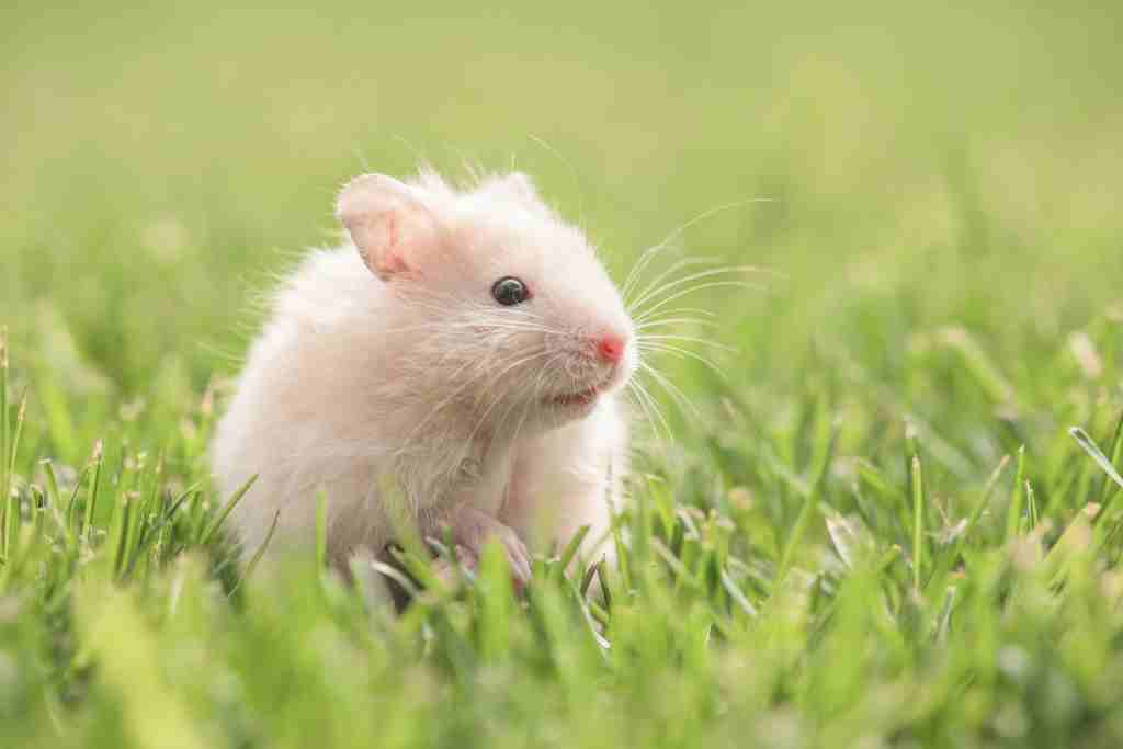 how long does it take for a hamster to decompose