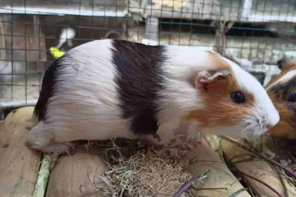 guinea pigs to chew wood