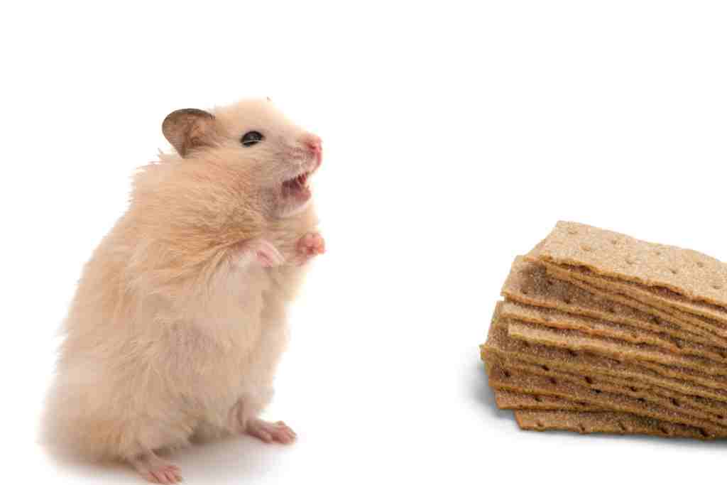 can hamsters eat graham crackers