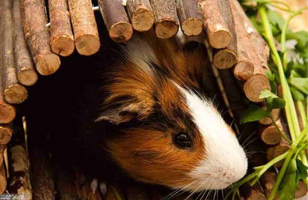 guinea pigs to chew wood
