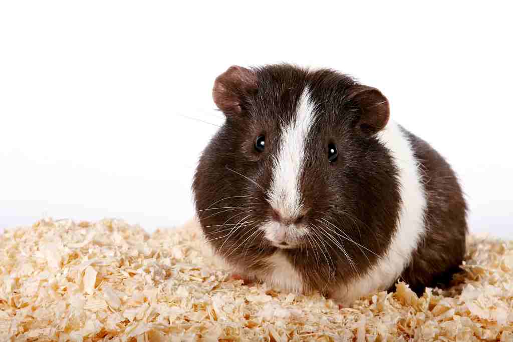 why do guinea pigs bite their feet