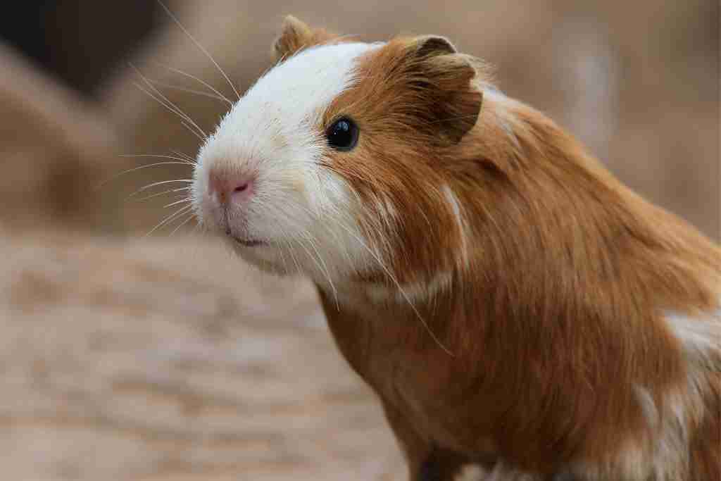 why does guinea pig pee smell so bad