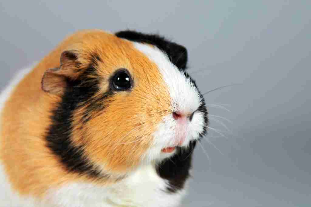 can guinea pigs have down syndrome